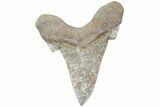 Serrated Sokolovi (Auriculatus) Shark Tooth - Dakhla, Morocco #225225-1